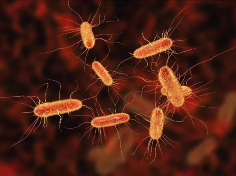Microscopio